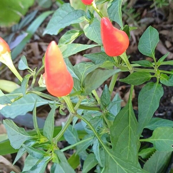 Capsicum frutescens Fruit