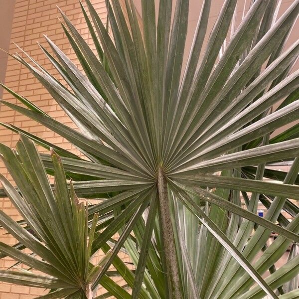 Washingtonia robusta برگ