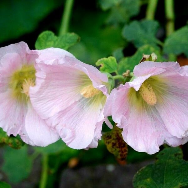 Alcea biennis Bloem