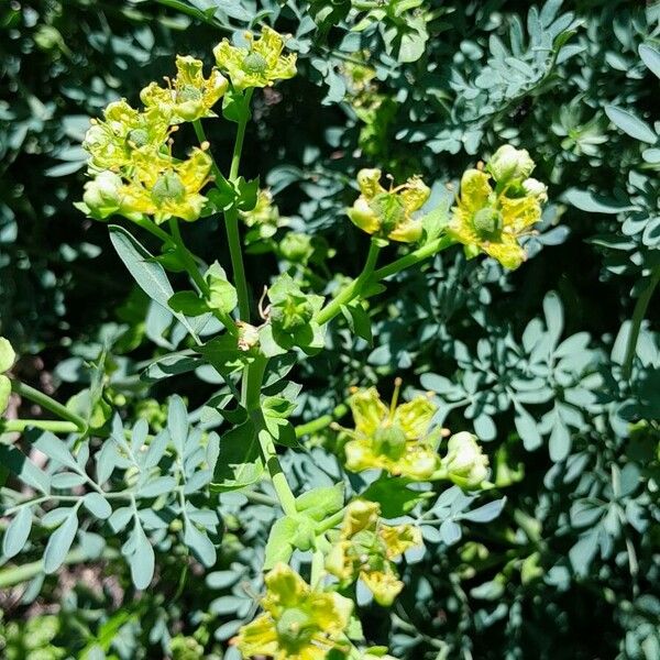 Ruta chalepensis Blomma