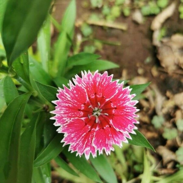 Dianthus chinensis Kukka