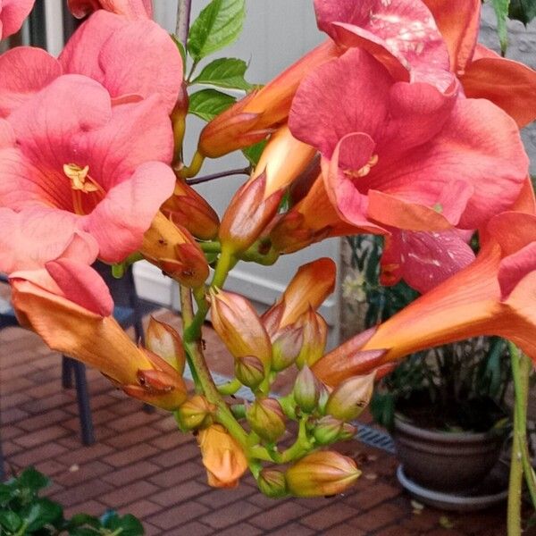 Campsis grandiflora Bloem