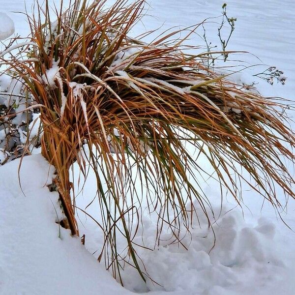 Miscanthus × longiberbis 形态