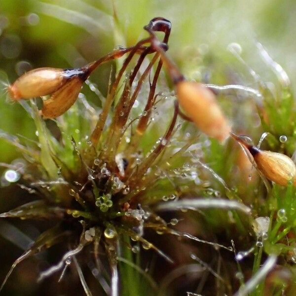 Campylopus introflexus ഫലം