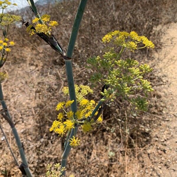 Foeniculum vulgare 花