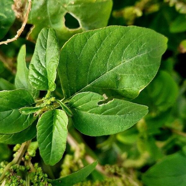 Amaranthus viridis Лист