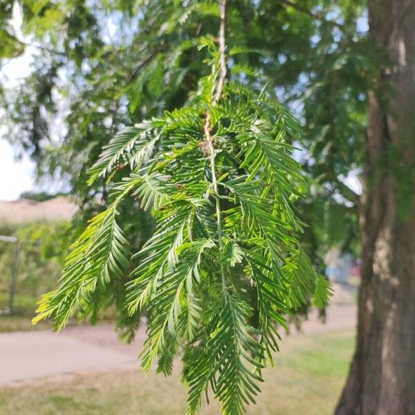 Metasequoia glyptostroboides Folha