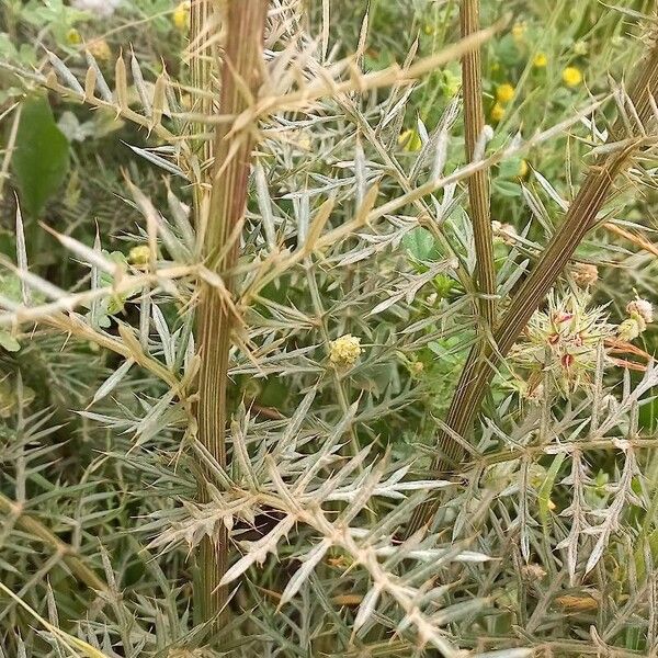 Cynara humilis Leaf