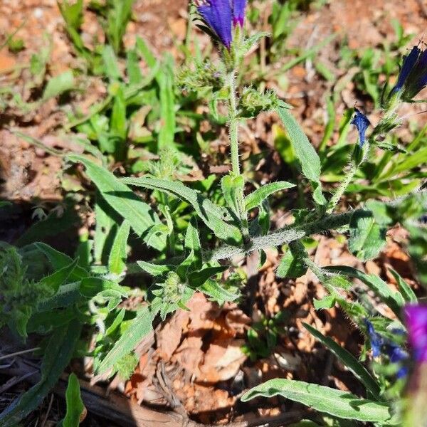 Echium vulgare Liść