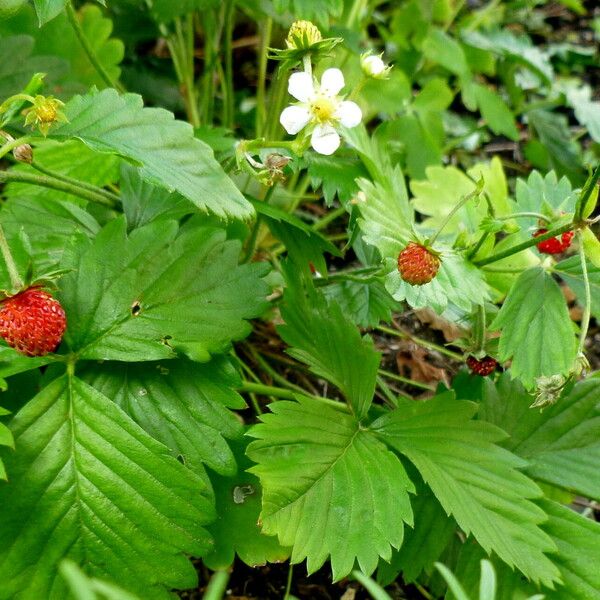 Fragaria vesca Hábito