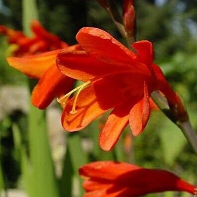 Crocosmia × crocosmiiflora Lorea