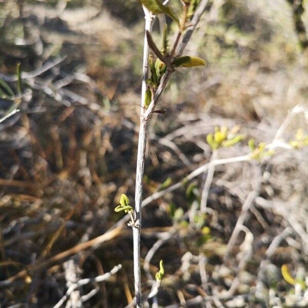 Salvia mellifera Coajă