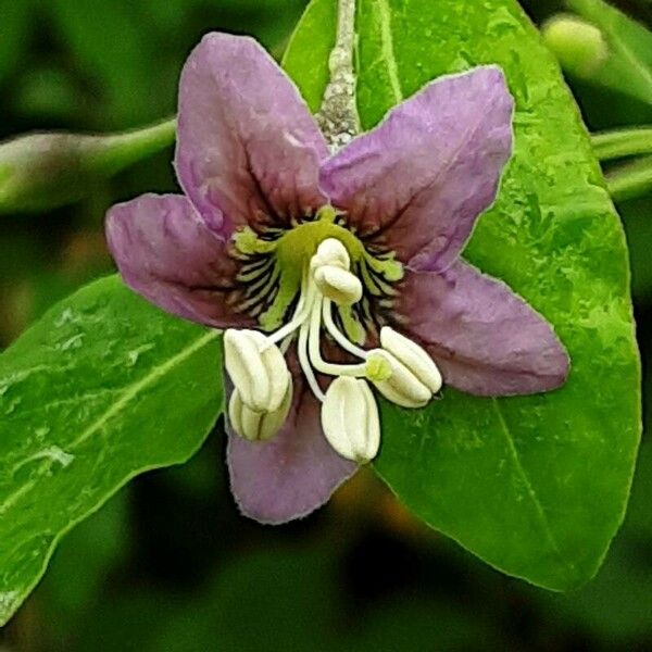 Lycium barbarum Flower