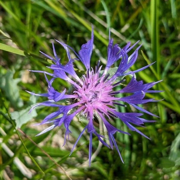 Cyanus triumfettii Flower