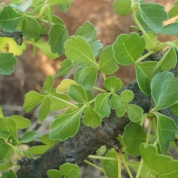 Commiphora kataf Blad