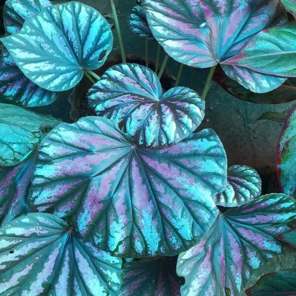 Begonia rex Blatt