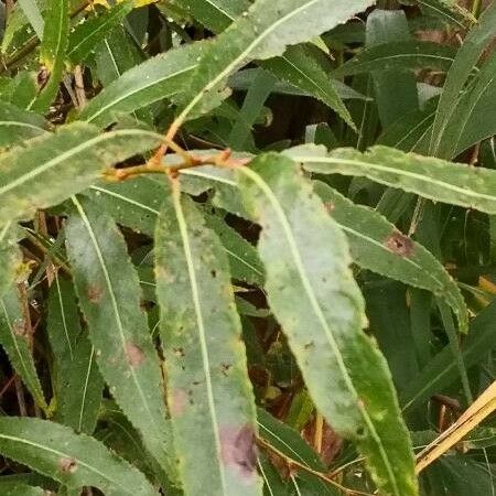 Salix pentandra Leaf