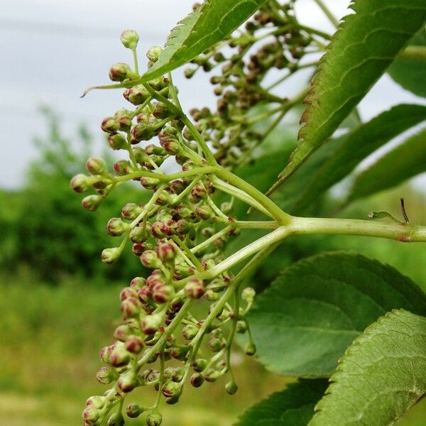 Sambucus nigra പുഷ്പം