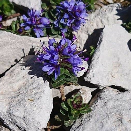 Veronica nummularia Kukka