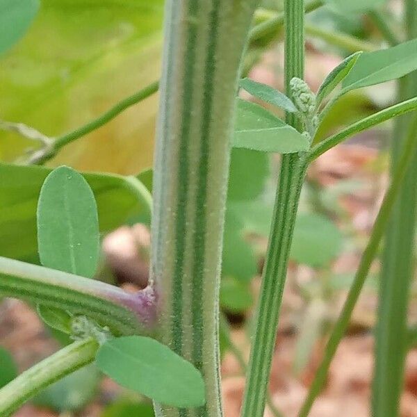 Chenopodium album Cortiza