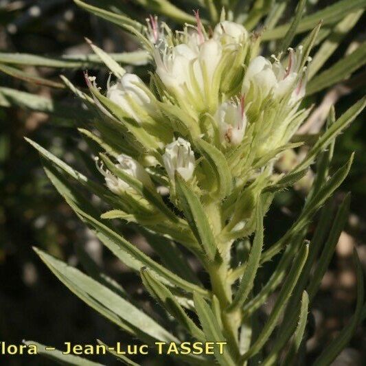 Echium aculeatum Virág