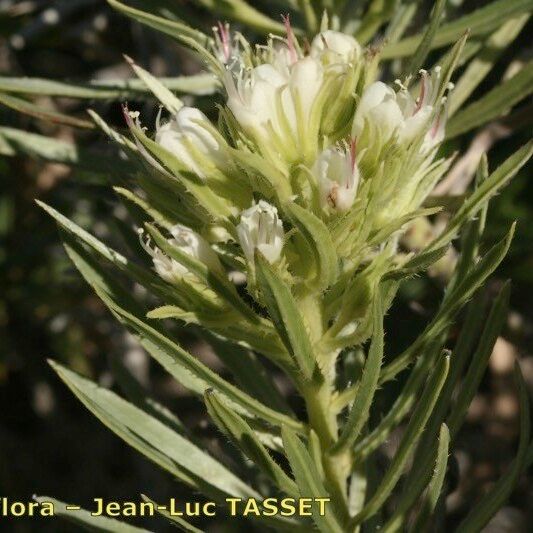 Echium aculeatum ফুল