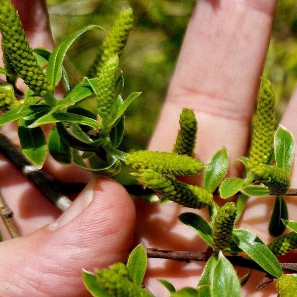 Salix triandra Leaf