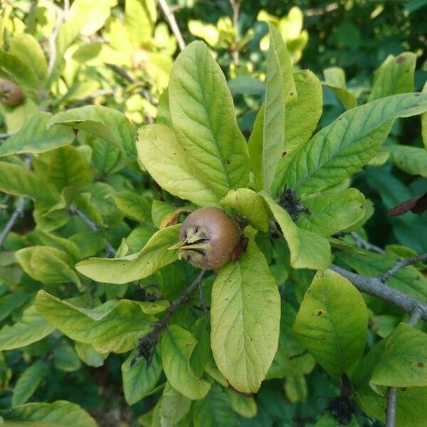 Crataegus germanica Fruit