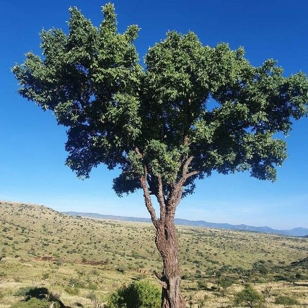 Zanthoxylum chalybeum Habitatea