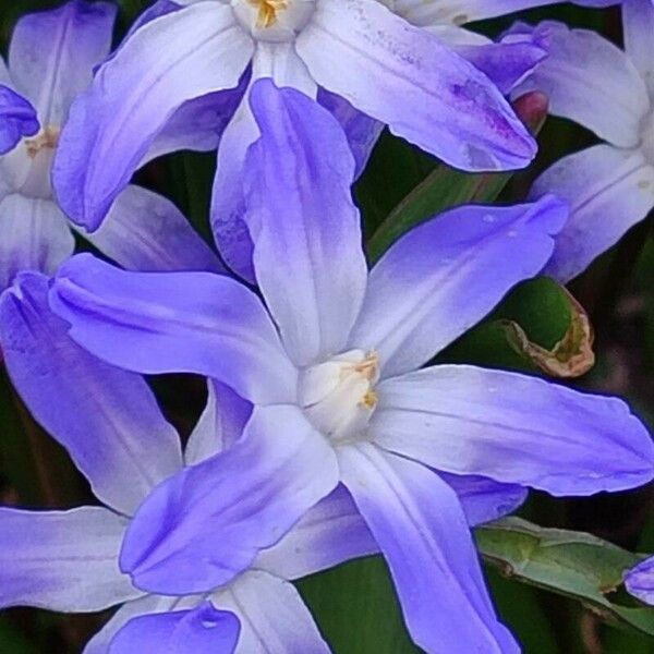 Scilla luciliae Flower