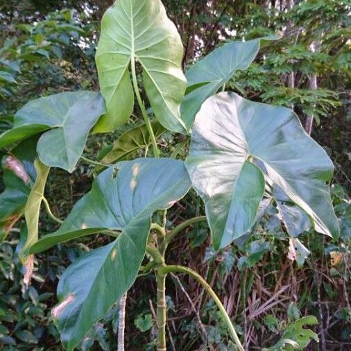 Montrichardia arborescens Fuelha