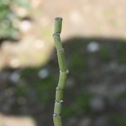 Cynanchum viminale Bark