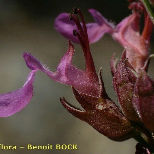 Teucrium lucidum Cvet