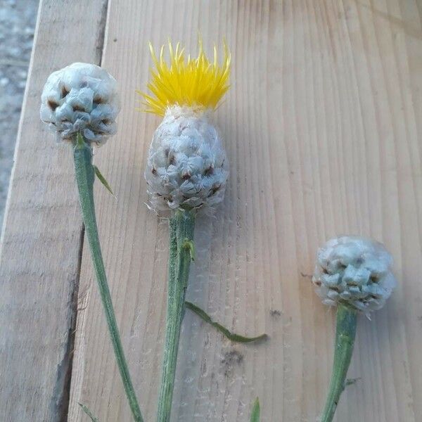 Centaurea solstitialis Floare