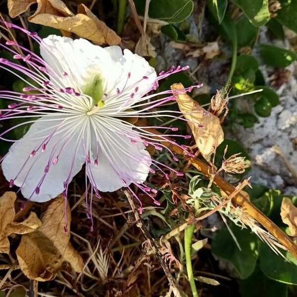 Capparis spinosa Çiçek