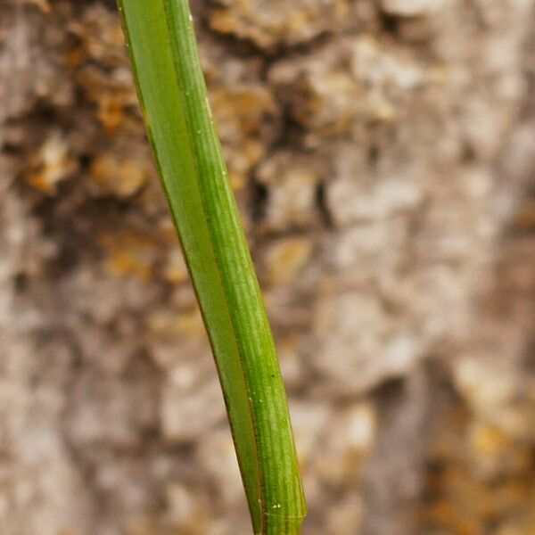 Muscari neglectum Blad