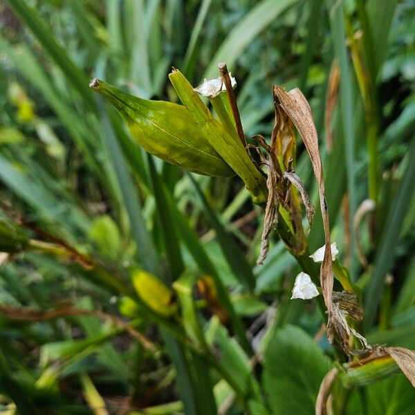 Iris pseudacorus Habitus