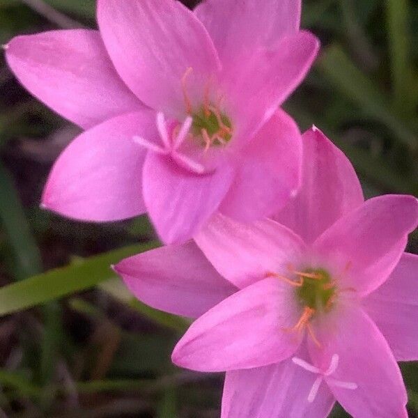 Zephyranthes rosea Λουλούδι