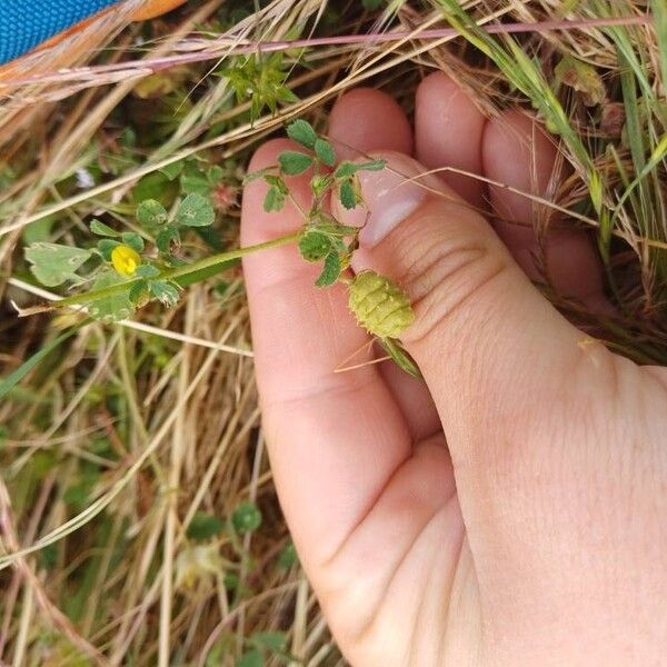 Medicago rigidula Frucht