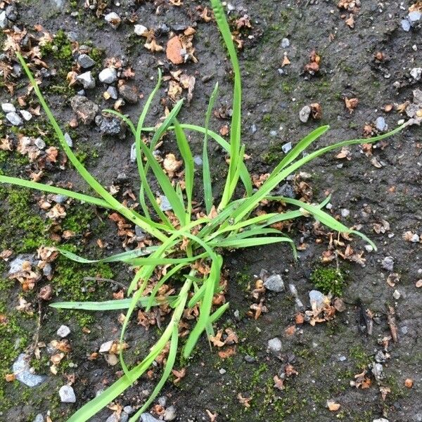 Poa annua 葉