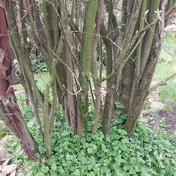 Amelanchier canadensis Bark