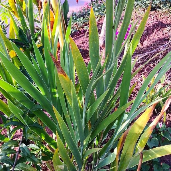 Iris domestica Habit