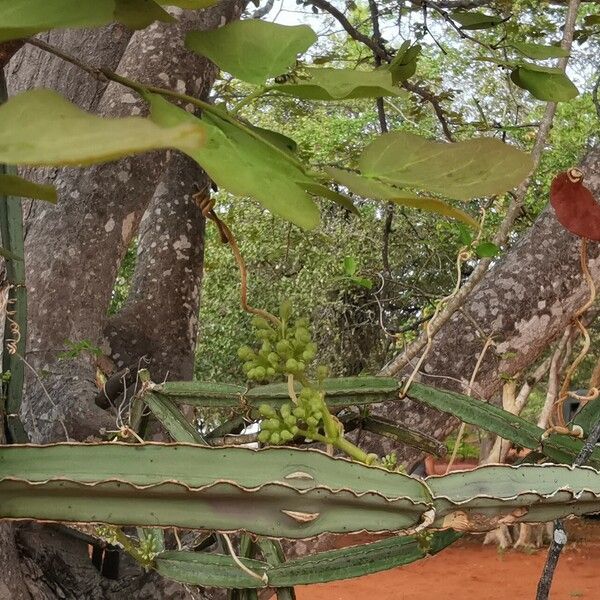 Cissus quadrangularis Blad