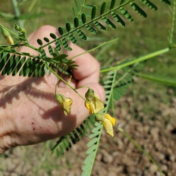 Sesbania sesban Blomst