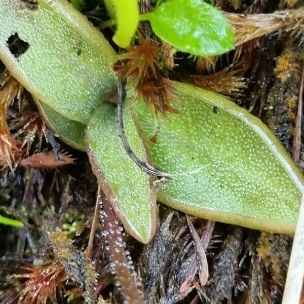 Pinguicula alpina Leaf