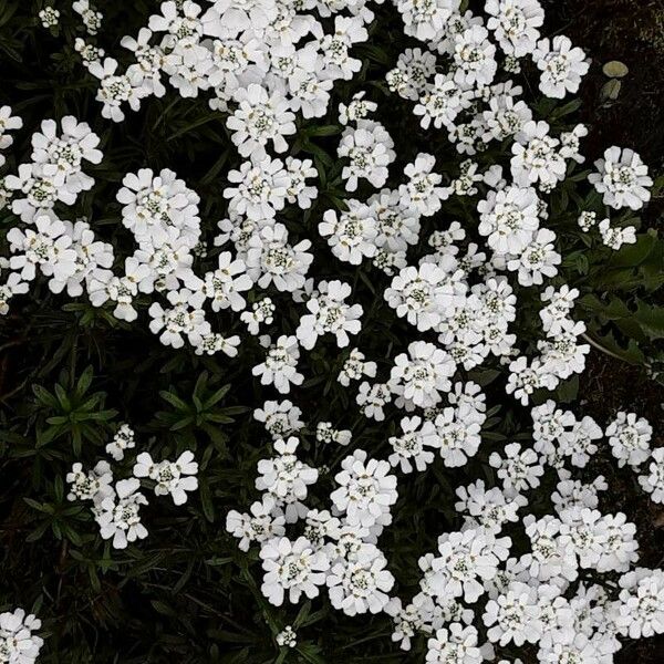 Iberis sempervirens Floro