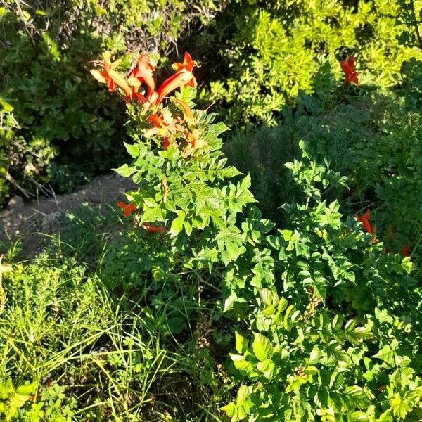 Tecomaria capensis Foglia