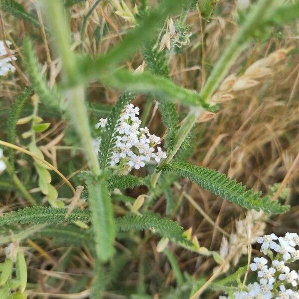 Achillea millefolium List