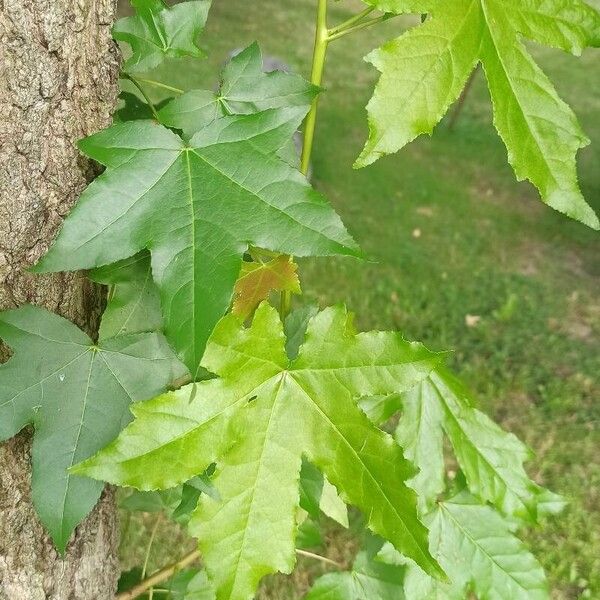 Liquidambar orientalis Folha