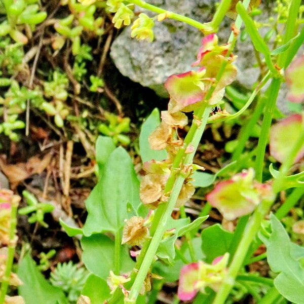 Rumex scutatus Λουλούδι